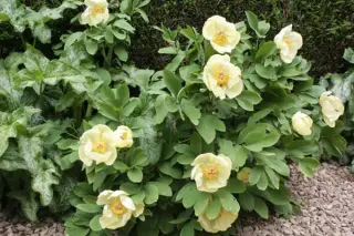Paeonia mlokosewitschii
