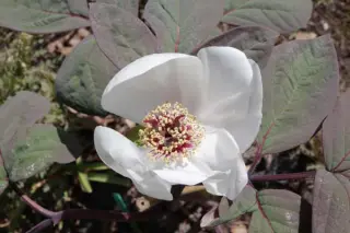 Paeonia obovata alba (Gun Su Che)