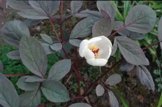 Paeonia obovata alba (Gun Su Che)