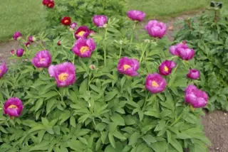 Paeonia officinalis humilis