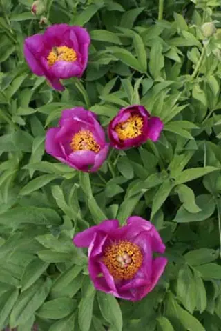 Paeonia officinalis humilis