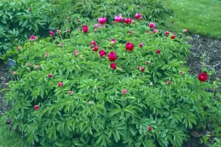 Paeonia officinalis villosa (P. mollis)