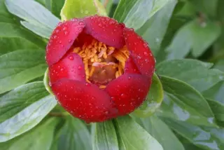 Paeonia peregrina