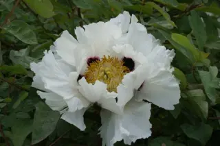 Paeonia rockii hybride