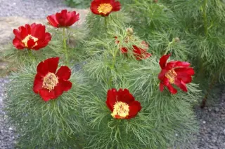 Paeonia tenuifolia (ex Serbia)