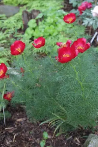 Paeonia tenuifolia (ex Serbia)