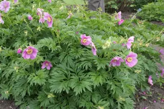 Paeonia veitchii woodwardii