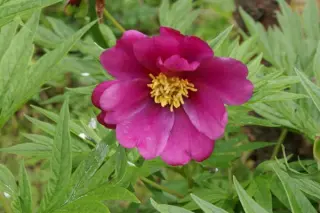 Paeonia veitchii (type)