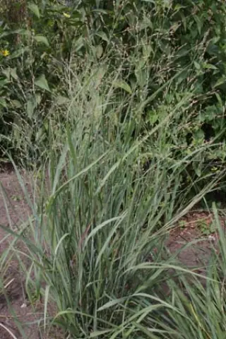 Panicum virgatum 'Cardinal'