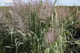 Panicum virgatum 'Dallas Blue'