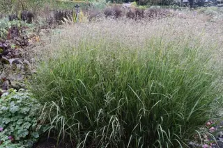 Panicum virgatum 'Heavy Metal'