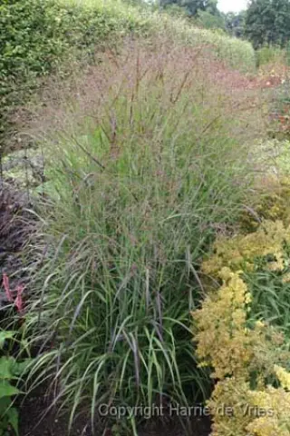 Panicum virgatum 'Shenandoah'