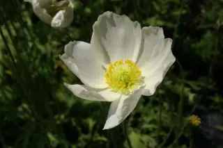Papaver anomalum 'Album'