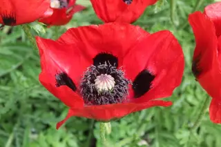 Papaver bracteatum (Bot. T. Teheran)