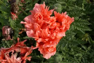Papaver orientale 'Abu Hassan'
