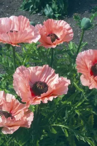 Papaver orientale 'Aglaja'