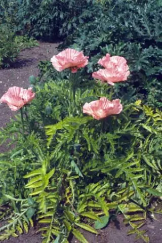 Papaver orientale 'Aglaja'