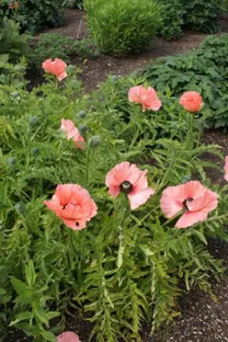 Papaver orientale 'Halima'
