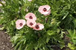 Papaver orientale 'Karine'