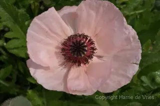 Papaver orientale 'Karine'