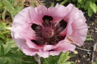 Papaver orientale 'Laurence Lilac'