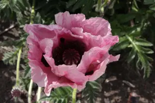 Papaver orientale 'Patty's Plum'