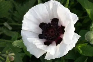 Papaver orientale 'Perry's White'
