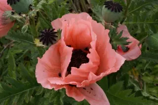 Papaver orientale 'Pink Lassie'
