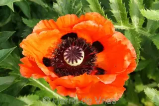 Papaver orientale 'Spätzunder'