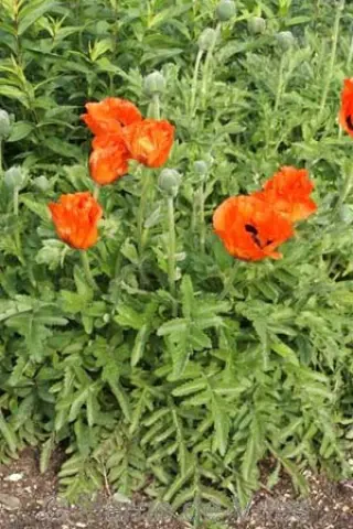 Papaver orientale 'Spätzunder'