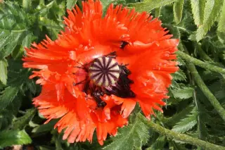 Papaver orientale 'Türkenlouis'