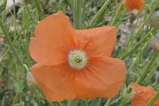 Papaver triniifolium