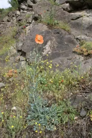Papaver triniifolium