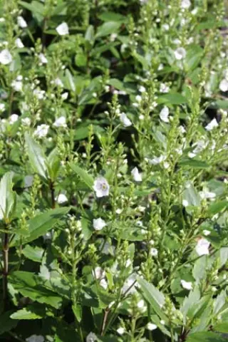 Parahebe catarractae 'Avalanche'