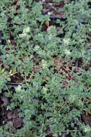 Paronychia chionaea