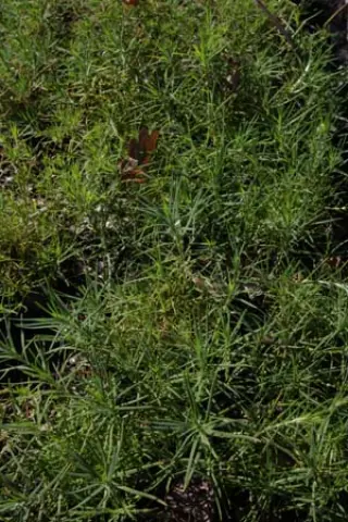 Paronychia dichotoma