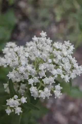 Parthenium integrifolium (Low hairy Form)
