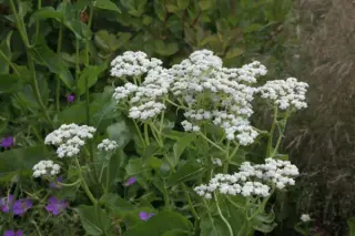 Parthenium integrifolium