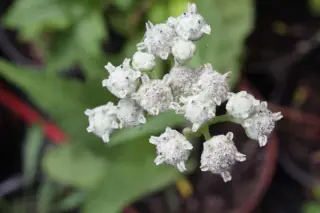 Parthenium integrifolium
