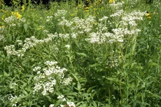 Parthenium integrifolium