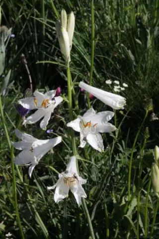Paradisea liliastrum