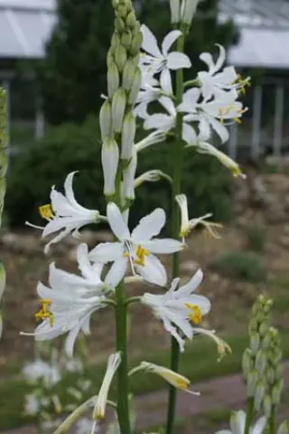 Paradisea lusitanica