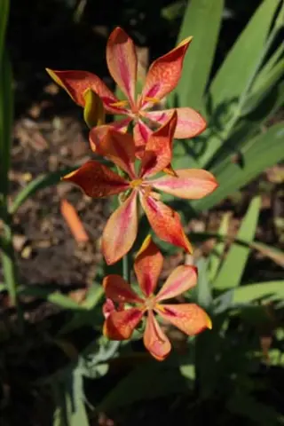 Pardancanda norrisii