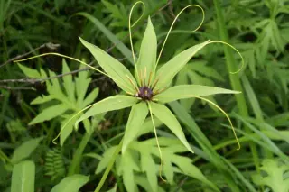 Paris polyphylla