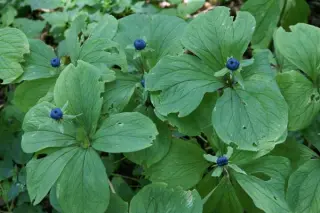 Paris quadrifolia