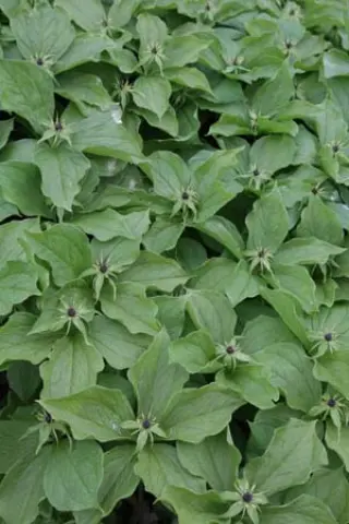 Paris quadrifolia