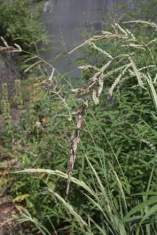 Paspalum quadrifarium