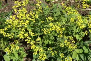 Patrinia heterophylla (Hehehe 298)