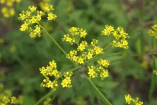 Patrinia heterophylla (Hehehe 298)