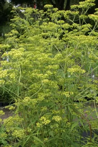 Patrinia monandra (syn. punctiflora)